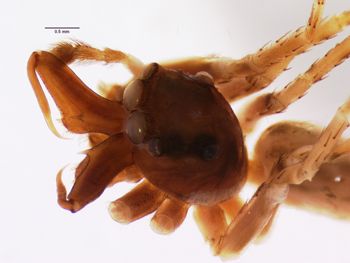 Media type: image; Invertebrate Zoology 21477